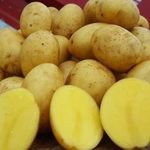 Картофель Янка: характеристика и особенности выращивания сорта
