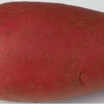 Картошка Рябинушка — что это за сорт, особенности выращивания