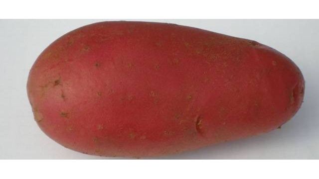 Картошка Рябинушка — что это за сорт, особенности выращивания