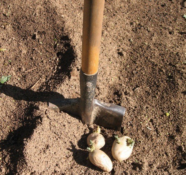 На какую глубину сажать картофель под лопату