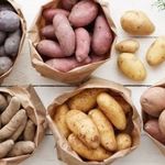 Любимый народный картофель «Репанка»: описание сорта, фото, характеристика