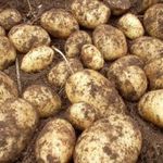 Неприхотливый картофель «Свитанок Киевский»