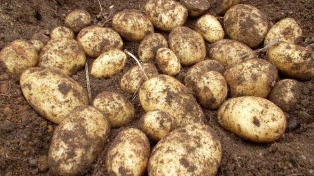 Неприхотливый картофель «Свитанок Киевский»