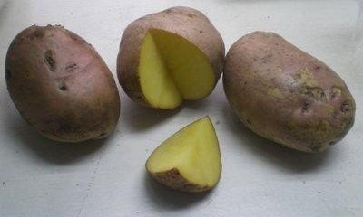 Сорт картофеля свитанок