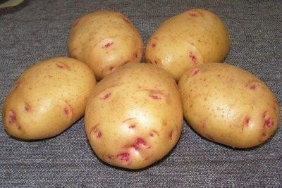 Картофель сорт бородянский