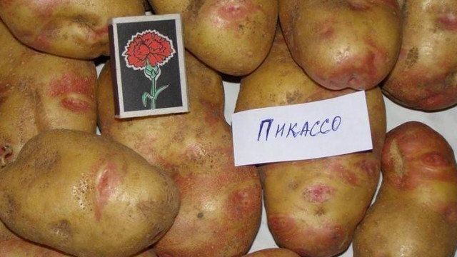 Картофель "Пикассо": описание сорта, характеристики и фото Русский фермер