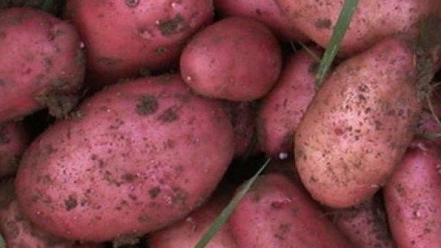 Описание и характеристики сорта картофеля Рокко, выращивание и уход