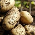 Описание сорта картофеля Джелли особенности выращивания и урожайность