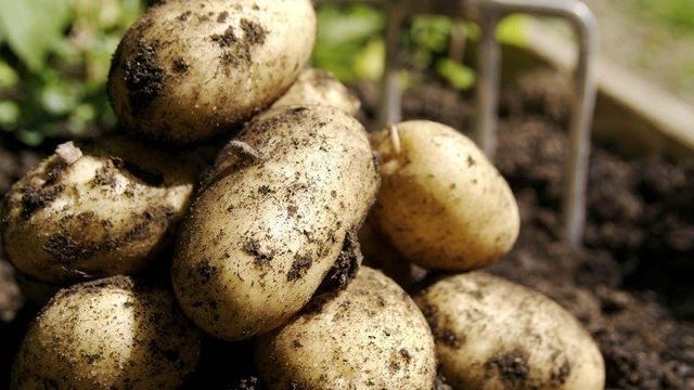 Описание сорта картофеля Джелли особенности выращивания и урожайность