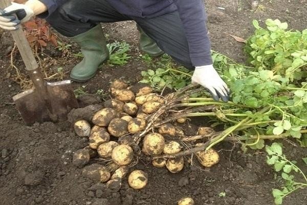 Рало для посадки картофеля