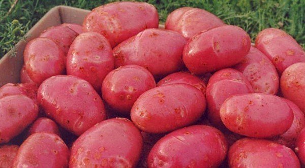 Плоды картофеля Ред Скарлет