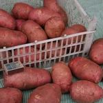 Описание сорта картофеля Ред Скарлет его характеристика и урожайность