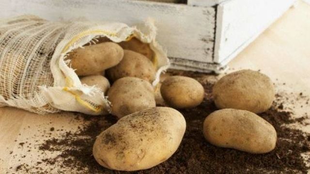 Описание сорта картофеля Тимо его характеристика и урожайность