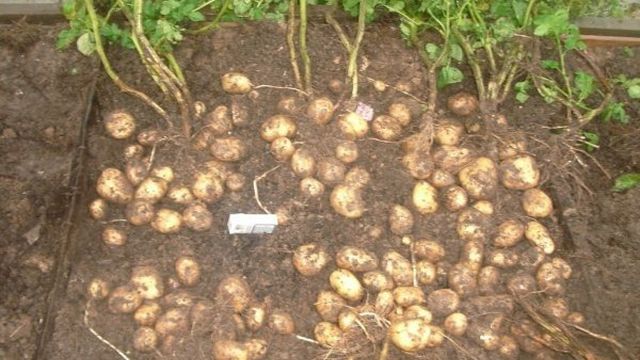 Описание среднеспелого крупного сорта картофеля «Великан»