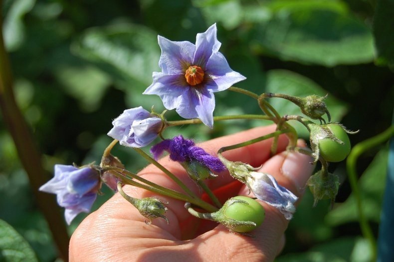 Solanum tuberosum l систематика