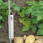 Особенности выращивания и характеристики картофеля сорта Импала