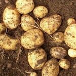 Подробное описание и советы агрономов по сортам картофеля