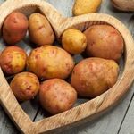 Популярный сорт картофеля с отменным вкусом и хорошей лежкостью «Киевский Свитанок»