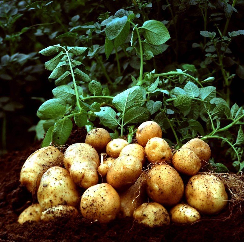 Сорт картофеля боровичок