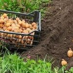 Поздние сроки посадки картофеля: как получить полноценный урожай