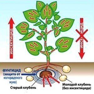 Питание растений через корень
