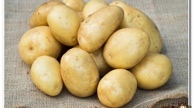 Картофель Уладар: описание сорта, фото, отзывы о картошке, характеристика и вкусовые качества урожая
