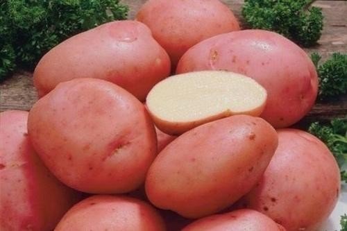 Сорт картофеля романо