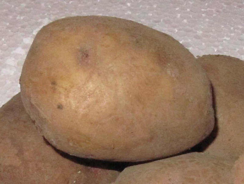Сорта картофеля луговская
