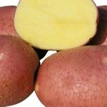 Сорт картофеля Рокко: описание и характеристика, отзывы
