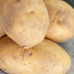 Сорт картофеля «Великан»: характеристика, урожайность, отзывы и фото