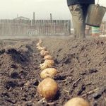 Способы посадки картофеля: подготовка почвы и клубней для посадки