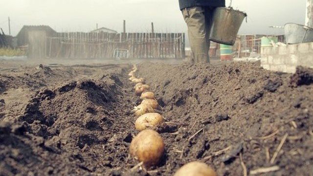 Способы посадки картофеля: подготовка почвы и клубней для посадки