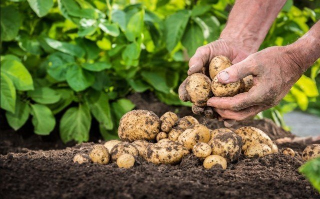 Культивирования ранних сортов картофеля