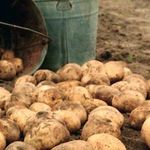 Срок созревания картофеля от посадки до урожая