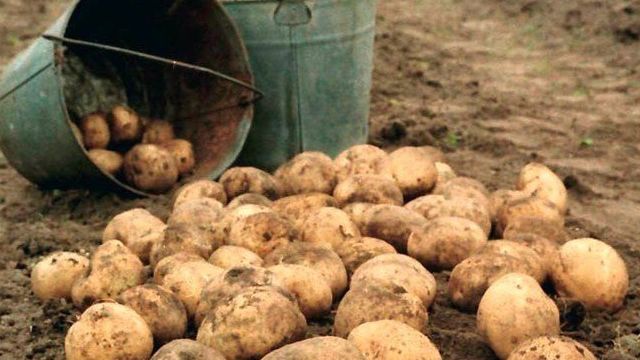 Срок созревания картофеля от посадки до урожая
