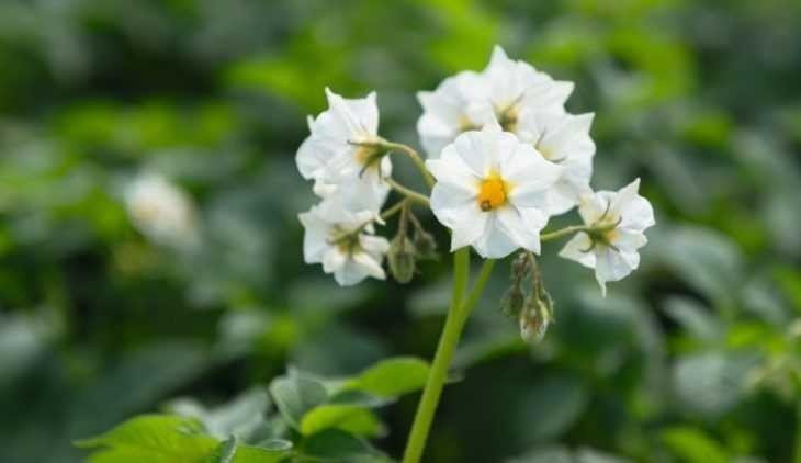Белые цветки картофеля