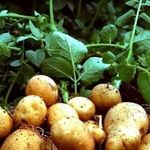 Выращивание картофеля — секреты высокой урожайности и особенности ухода в домашних условиях