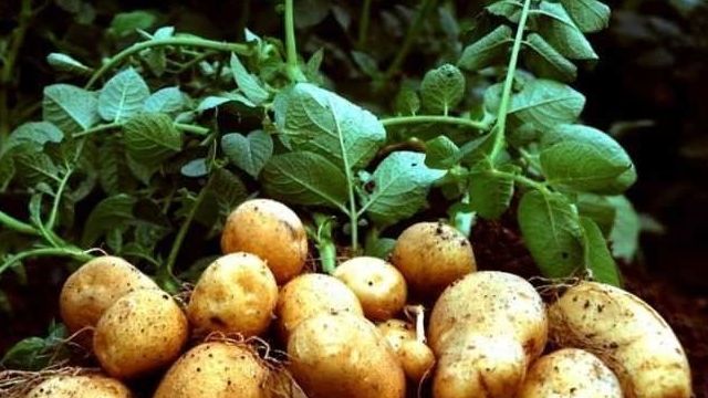Выращивание картофеля — секреты высокой урожайности и особенности ухода в домашних условиях