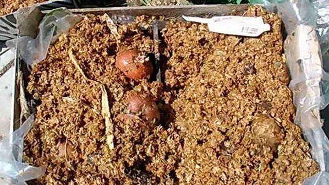 Выращивание картофеля в опилках