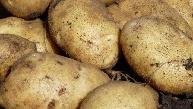 Высокоурожайный сорт картофеля «Белый лебедь» с крупными клубнями