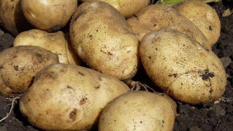 Высокоурожайный сорт картофеля