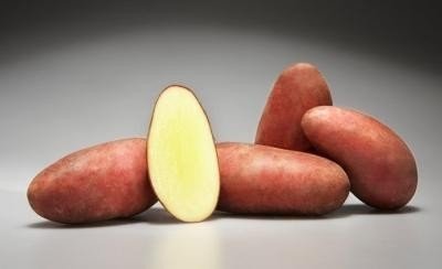 Картофель сорт санибель