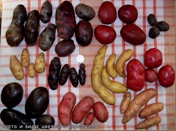 Картошка разных сортов
