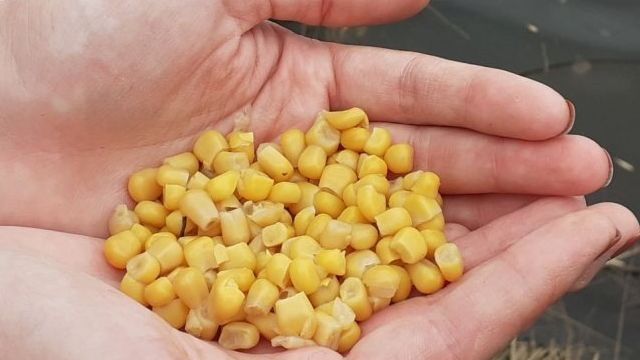 Ловля карпа на кукурузу: как насаживать на крючок, приготовление ферментированной кукурузы, рецепты
