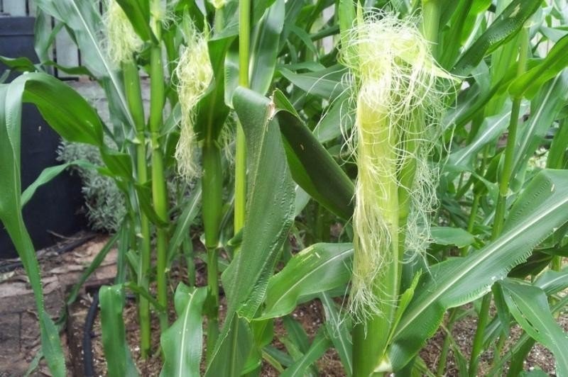 Кукуруза для попкорна растение