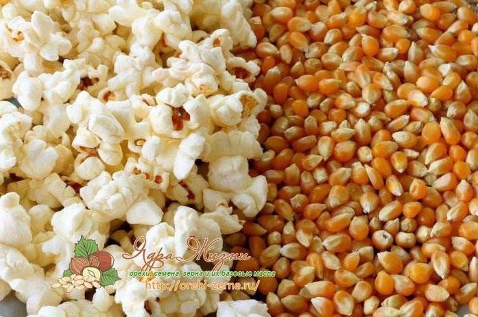 Зерно кукурузы из которого делается попкорн