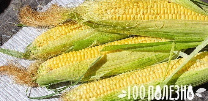 Кукурузный початок