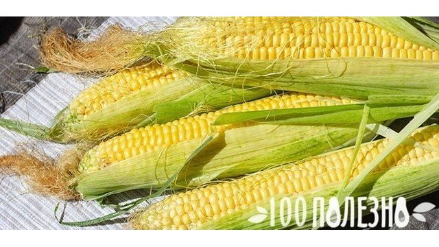 Польза кукурузы вареной: целебная сила сладких початков