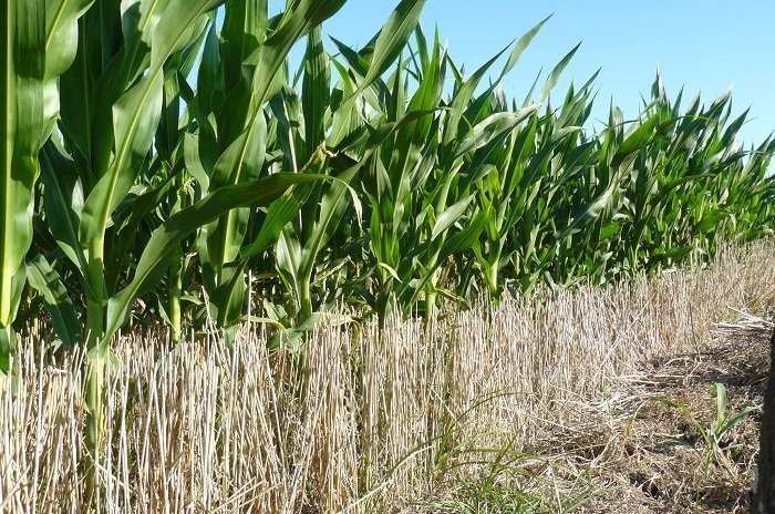 Кормовая кукуруза поле