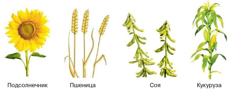 Севооборот пшеницы кукурузы подсолнечника